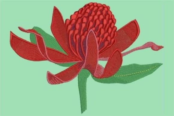 Waratah: A Bold Floral Choice for Boutique Sweatshirts